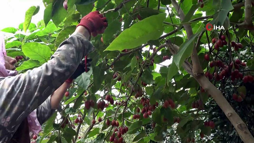İlk kez görenler şaşkınlıkla izliyor: Bu domates ağaçtan toplanıyor! Yıllar önce o ülkeden getirdi, bu sezon bolluk yaşanıyor 11